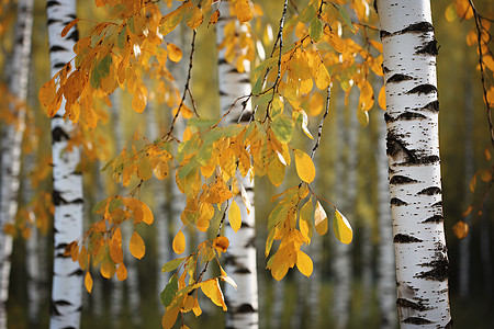 秋天的桦树林金黄色的桦树林景观背景