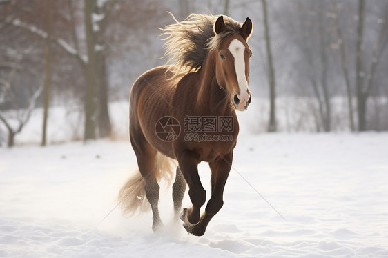 晨雾中奔跑的白色马匹图片