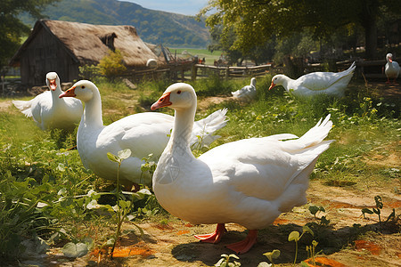 农村饲养的白鹅图片