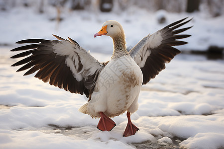 冬季雪地中展翅的鸭子图片