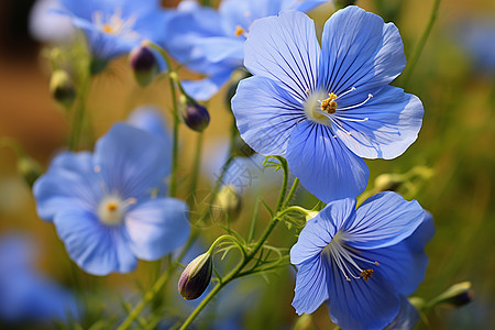 一束蓝色的花朵背景图片