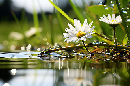 花朵在水面上图片