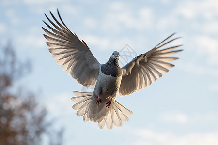 飞翔的灰色鸽子背景图片