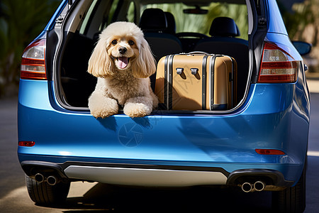 汽车后备箱中的小狗和行李图片