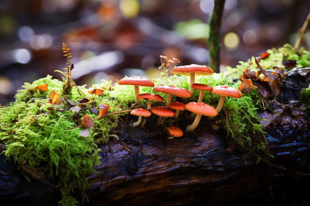在树桩上面的蘑菇图片
