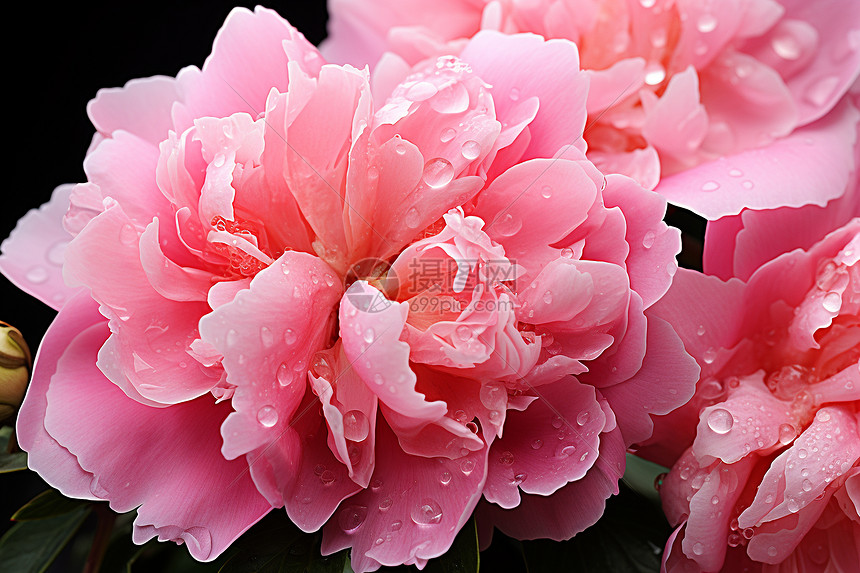 花蕊上的雨珠图片