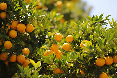 丰收的橘树图片
