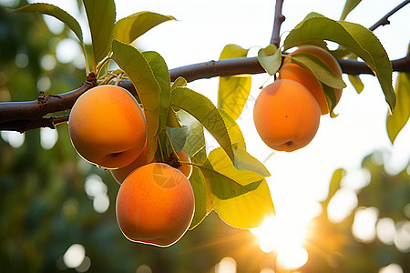 树上成熟的杏图片