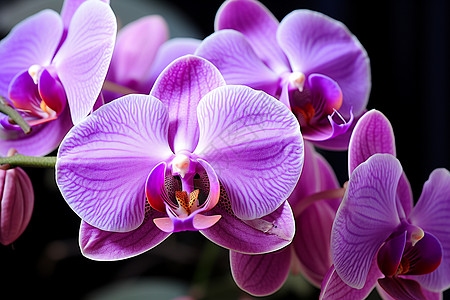 紫色花朵的特写背景图片