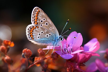 花上的蝴蝶图片