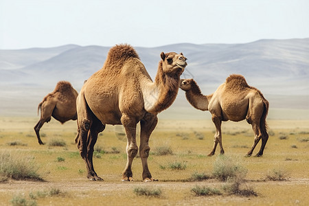 骆驼壮丽景背景图片