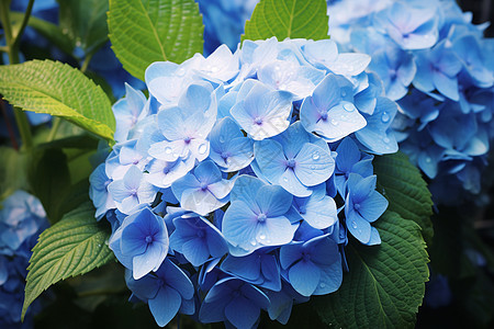 蓝色绣球花的特写镜头图片