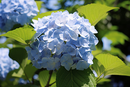 手绘蓝色绣球花夏季花园中美丽的绣球花背景