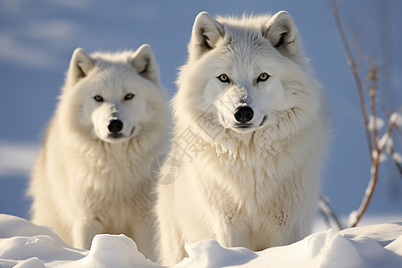 冰雪中的狼群图片