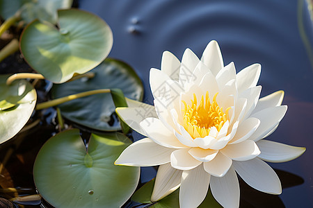 美丽的白莲花背景图片