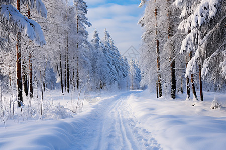 冬日树林的奇幻景观图片