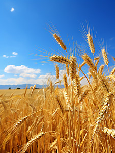 秋天小麦丰收的麦田背景