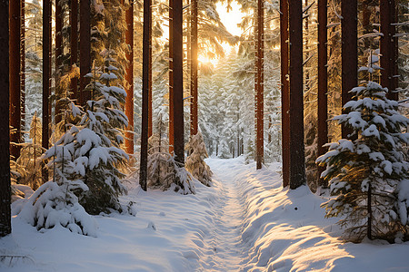 冬日林中的风景图片