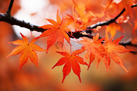 秋日的北海道枫叶图片