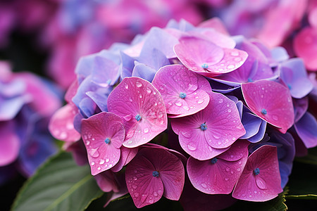 美丽花朵上的雨滴图片