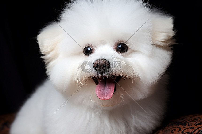 快乐的白色小狗图片