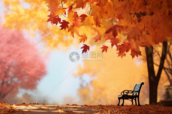 秋天街道上落满了树叶图片