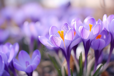 花园中紫色的花朵图片