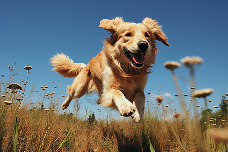 金毛犬在花草丛中跳跃图片