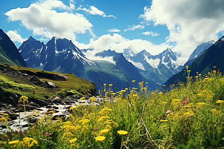 天山山谷野花飘香图片