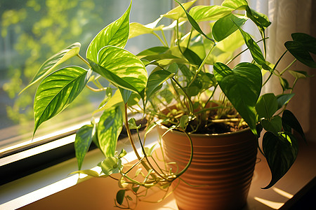 窗台绿植阳光下的室内植物背景