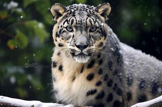 冬季的雪豹图片