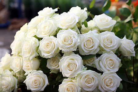 白色的玫瑰花图片
