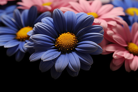 蓝紫色的雏菊图片