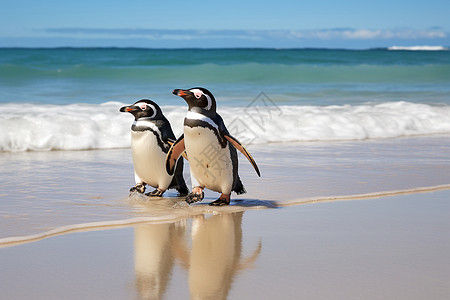海岸的三只企鹅高清图片