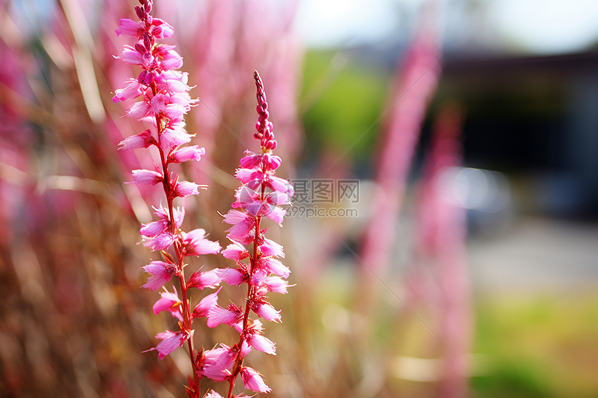 绚丽盛夏的花园图片