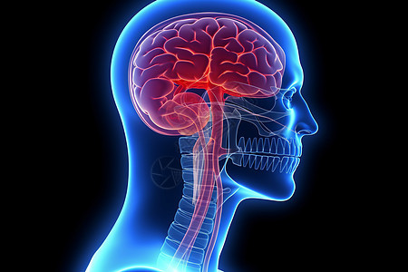 扫描的人体头部视图图片