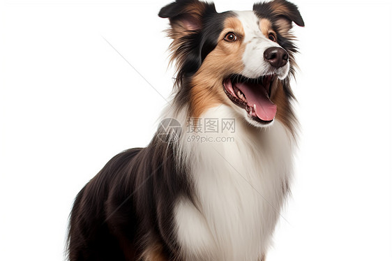 宠物犬张口出舌图片