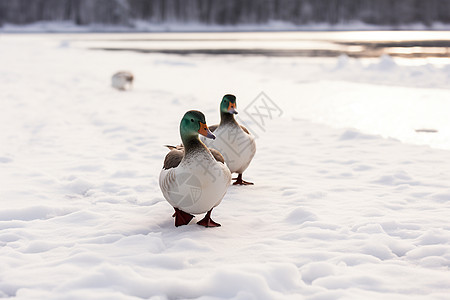 冬天里行走的鸭子背景图片