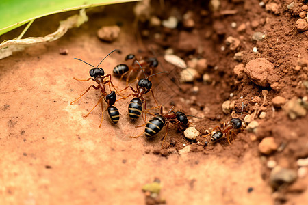 忙碌的蚂蚁图片