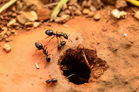 蚂蚁洞前的蚂蚁图片