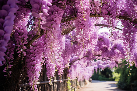 树上的紫藤花图片