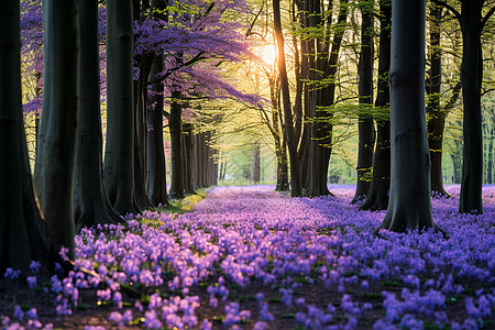 森林中的紫色花海背景图片