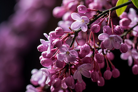 紫花枝上新绿欲盛图片