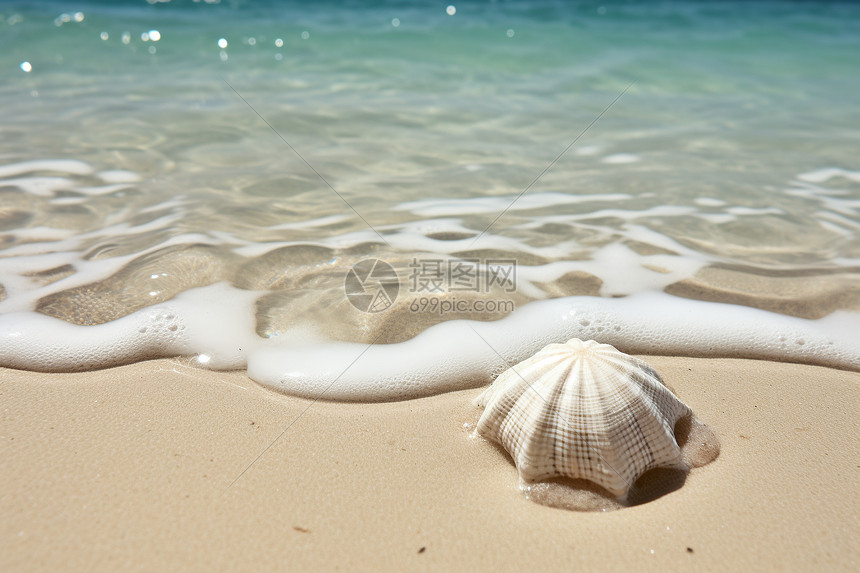 海滩上的贝壳与海浪图片