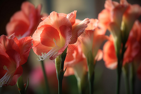 夏季花园中盛开的美丽兰花图片