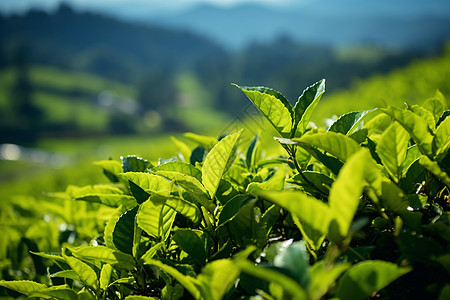 佰绿茶山庄背景