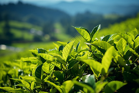 佰绿茶山庄图片