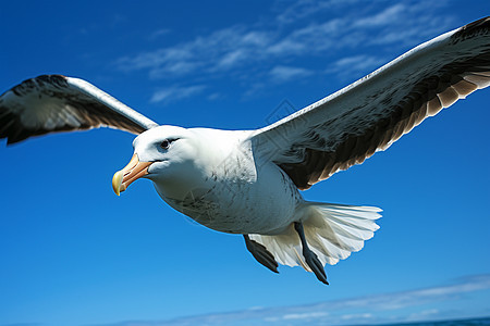 自由翱翔的海鸥背景图片