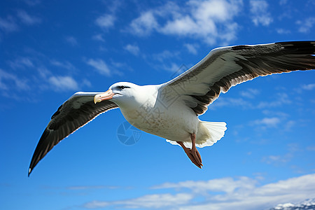 远航的海鸥图片