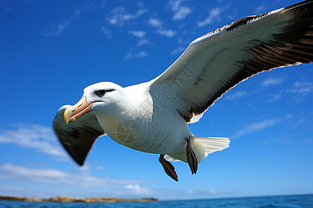 海鸥飞翔于蔚蓝海上高清图片